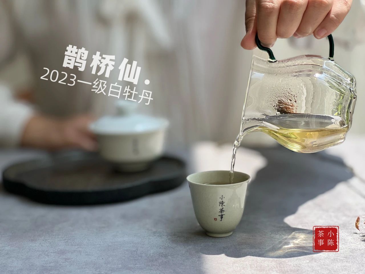 新手如何选新白茶,只需4步教你分辨白茶好坏