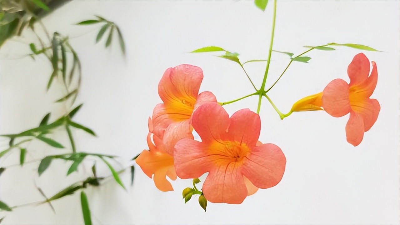 鑱槑杩囦汉浣嗗煄搴滄瀬娣辩殑涓夊ぇ鏄熷骇,杩欎簺鏄熷骇鐪嬩技绗ㄦ嫏瀹炲垯鏈夊ぇ鏅烘収