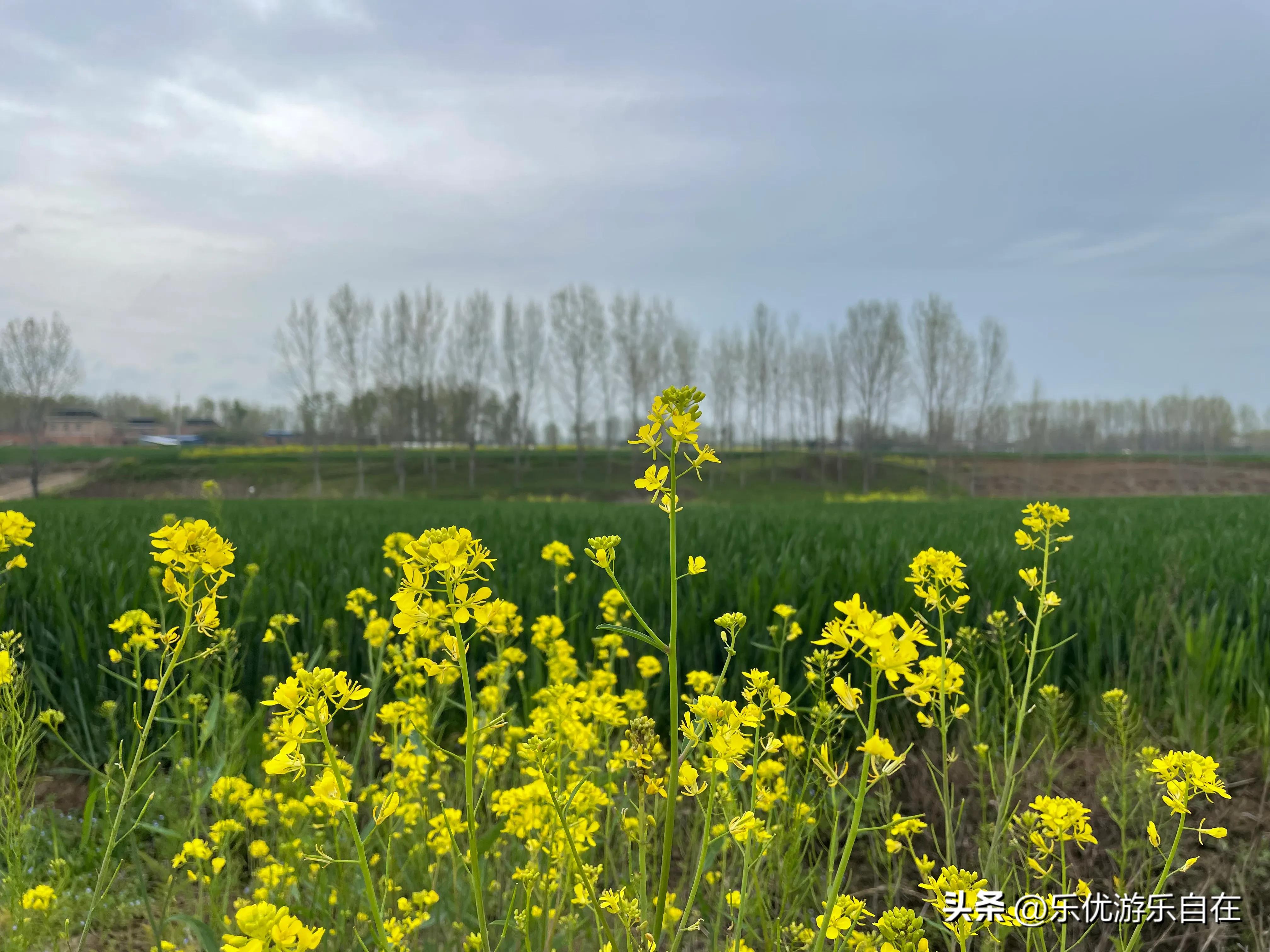 老家河南回城邓州什么意思,老家河南邓州穰东镇