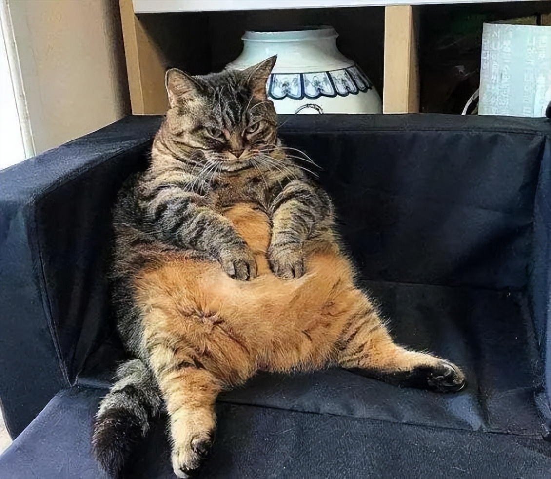 猫咪有这三种行为说明你得罪它了,千万不要忽略了猫咪这几种行为