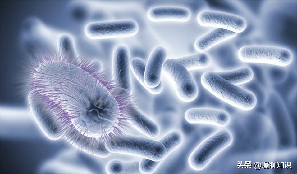 副猪嗜血杆菌是一种巴氏杆菌，其生长依赖于V因子，还有其他的吗