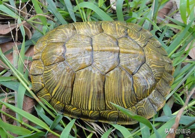 巴西彩龟养殖方法和注意事项,巴西翠龟品种