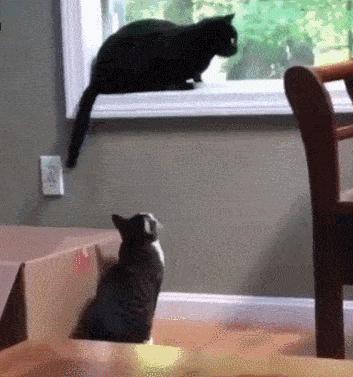 猫做核酸了么,猫核酸检测有必要做吗