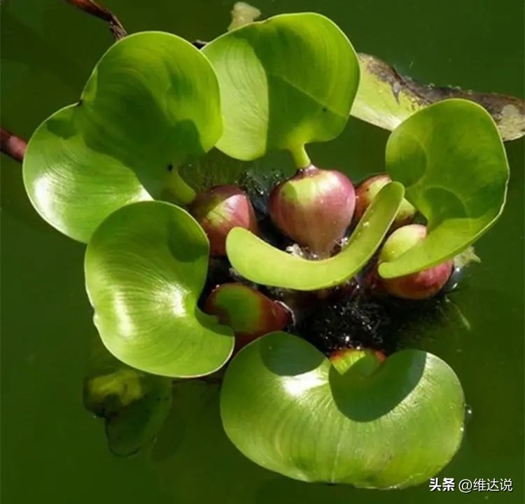 外来生物入侵鳄雀鳝怎么出现的,图说外来入侵物种鳄雀鳝