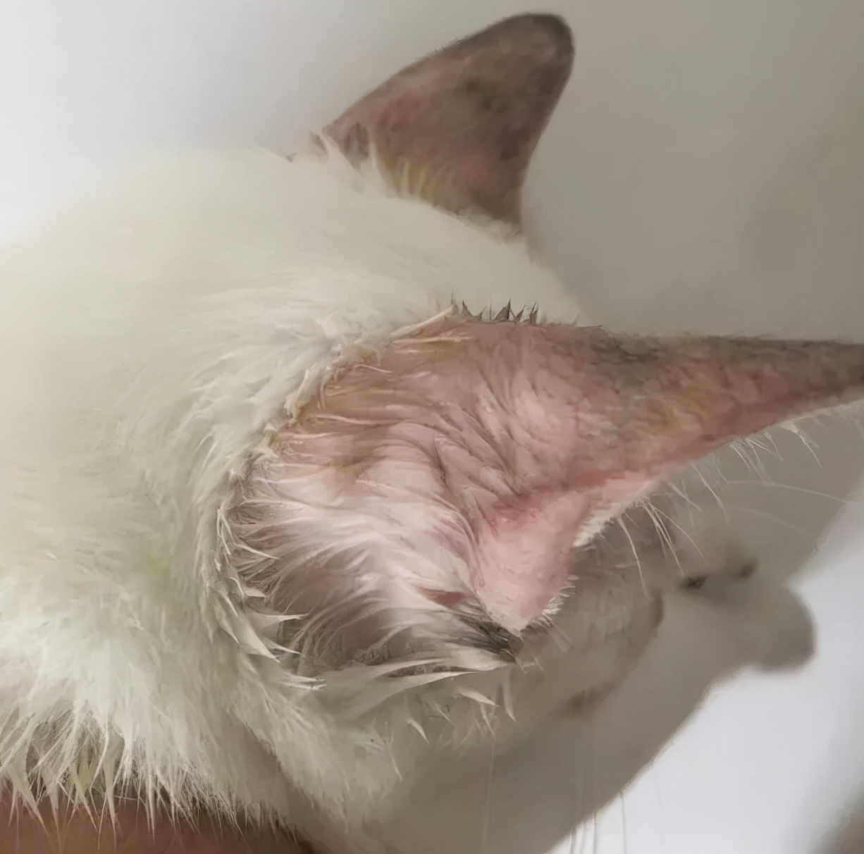 猫咪洗澡耳朵进水了怎么办,猫咪在宠物店洗澡做出的应激反应