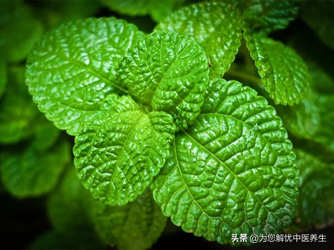 僵蚕可以治疗咳嗽吗,炒僵蚕儿童发烧什么效果