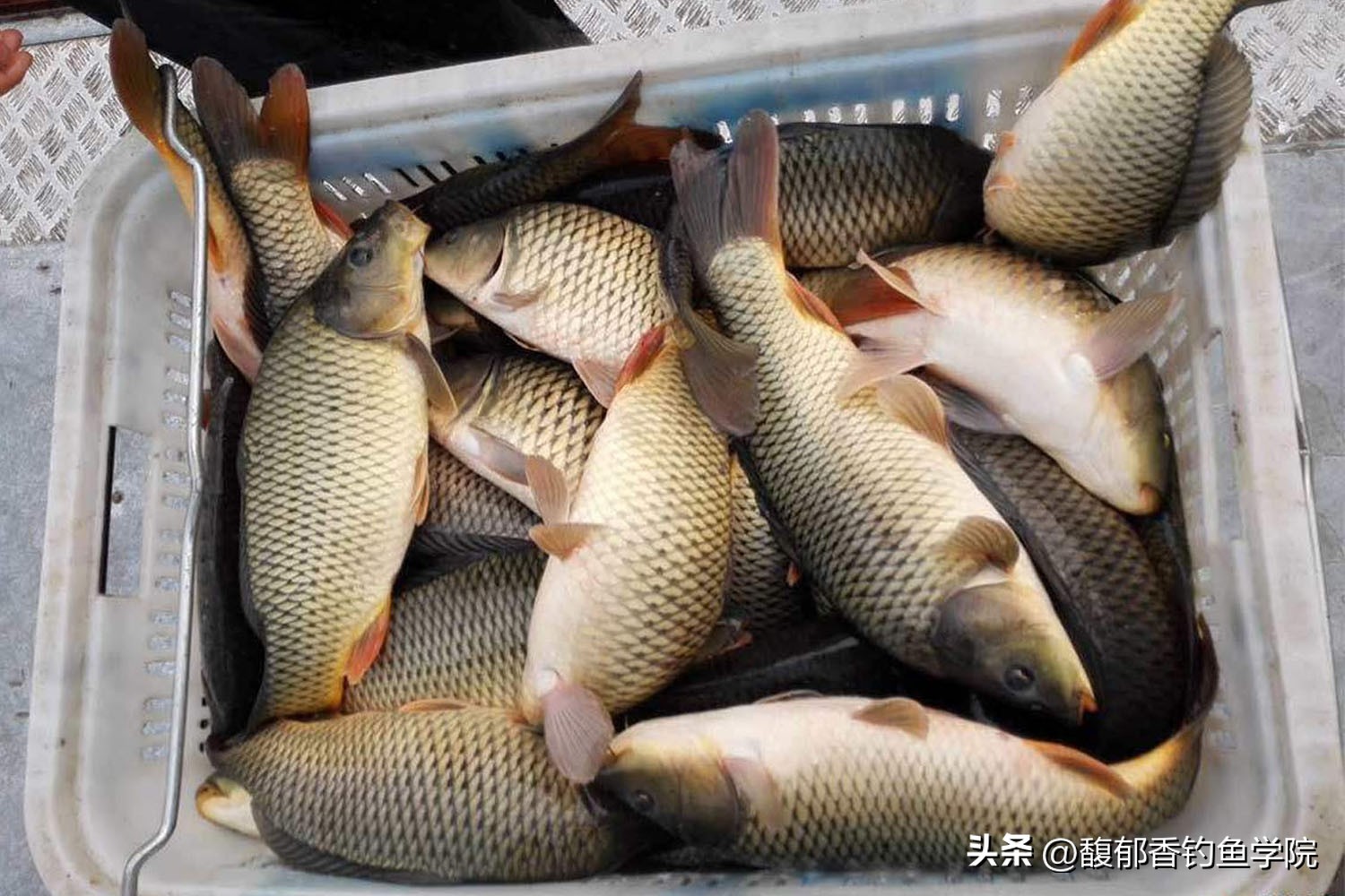 黑坑钓鲤鱼不咬钩怎么解决,黑坑钓鲤鱼那些猝不及防的瞬间