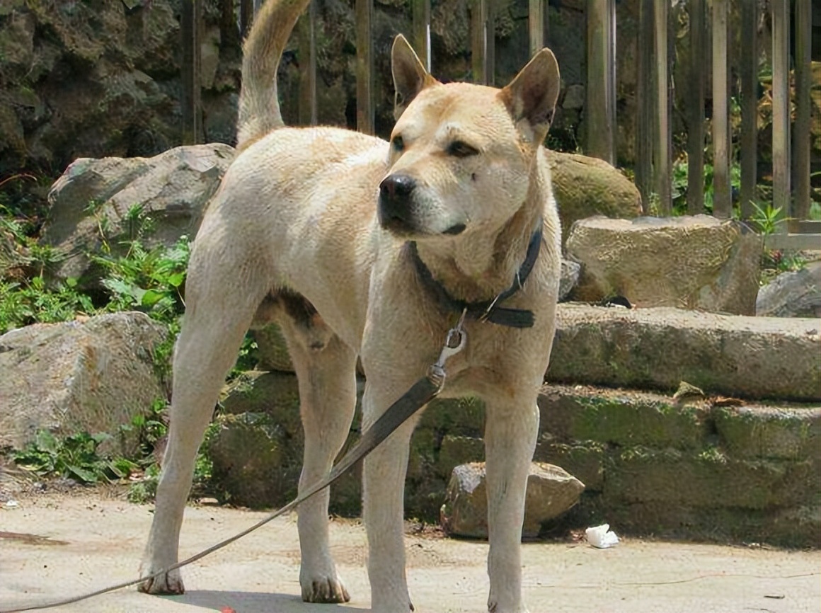 养了八年的土狗能卖掉吗,为什么有人收购十年以上的土狗