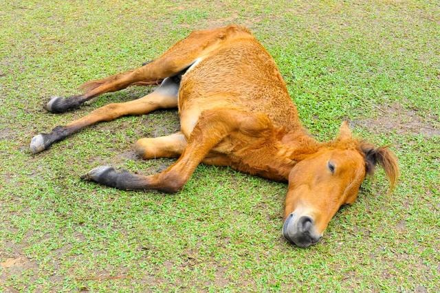 为什么几吨重的大象会被木桩拴住,大象最大多大能活多少年