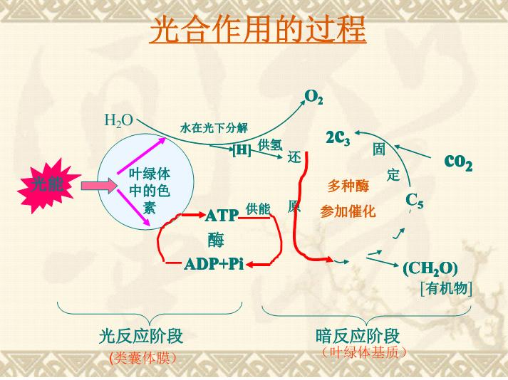 高中生物细胞代谢产生什么物质,高中生物细胞代谢视频