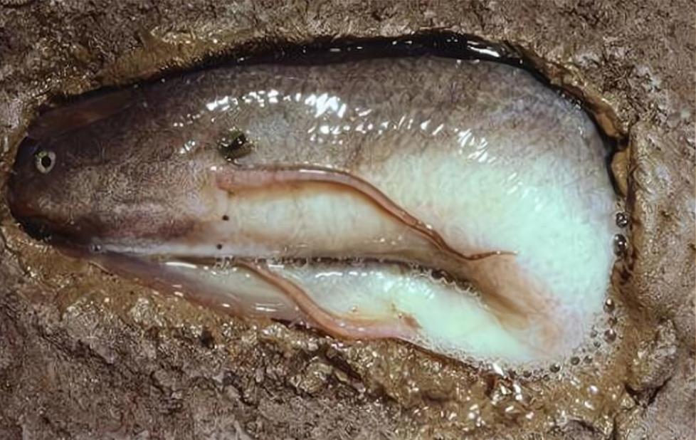 灭绝史前鱼类被发现,史前第一次生物灭绝