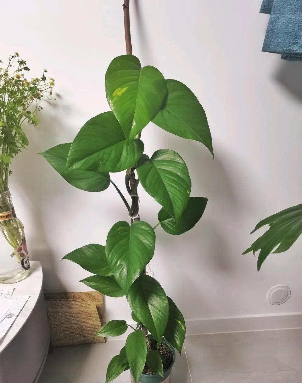 养绿萝小技巧叶子比手掌大,绿萝叶子长得大但不长藤蔓怎么办