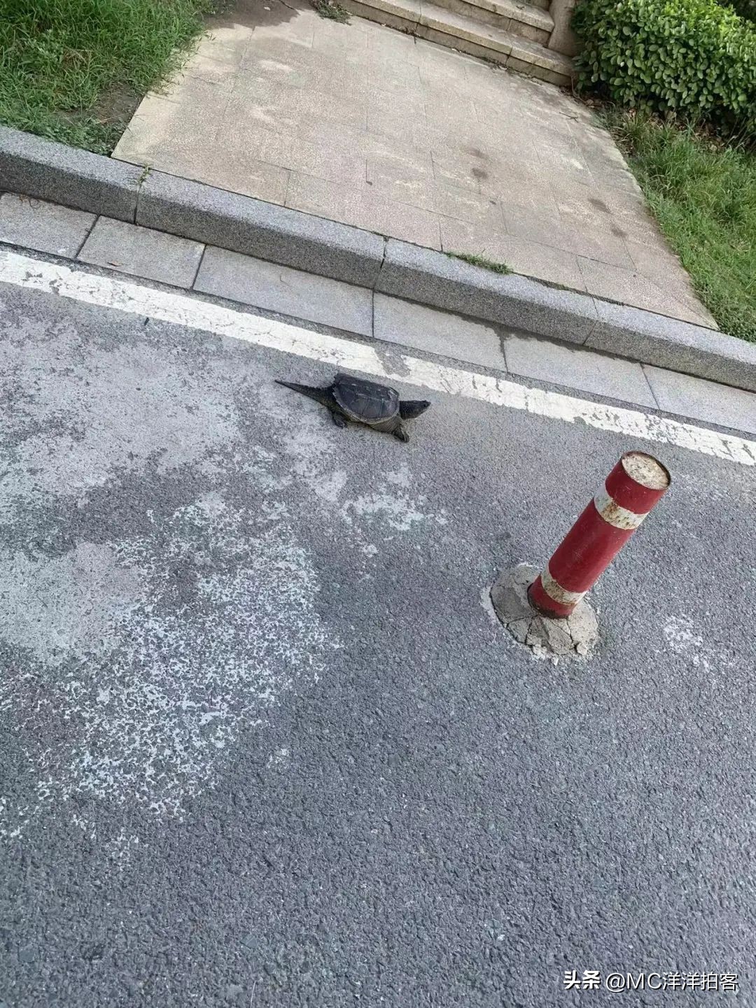 鳄龟逃跑又找回来了怎么办,鳄龟在院子里跑出去了找不到咋办