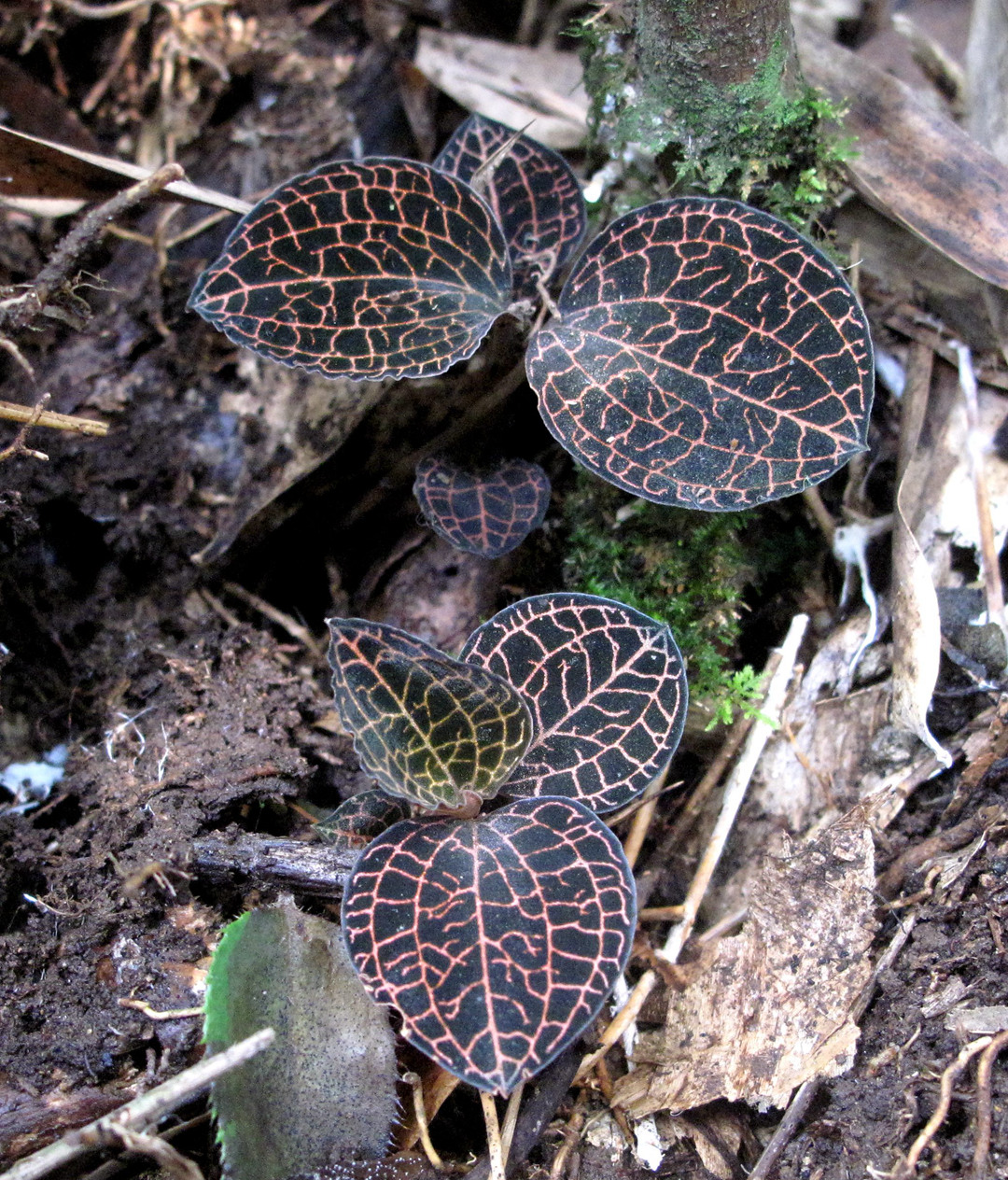 海曙龙观乡深山中首次发现珍稀兰科植物——浙江金线兰
