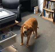 “这狗我认识，考试坐我旁边。”你什么时候被宠物的智商震惊过？