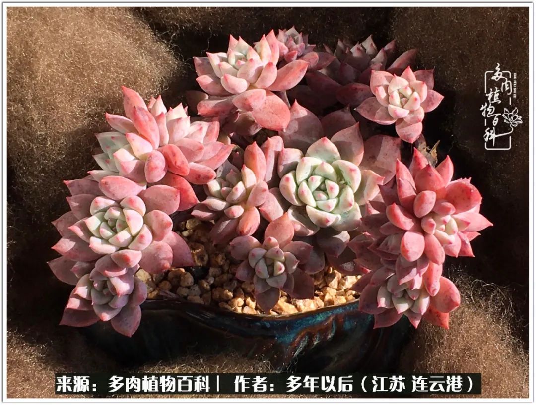 我若不弃，愿你不负我所期