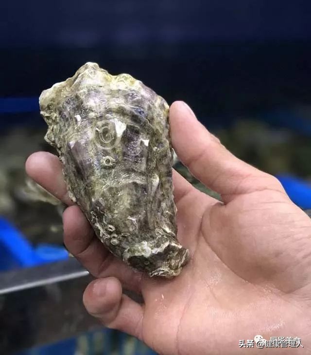 海鲜贝类品种大全及名字,22种海鲜贝类做法大全