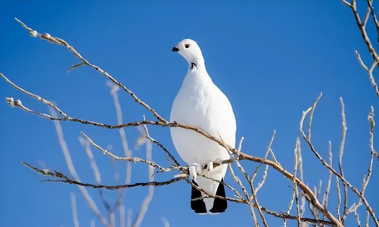 儿童世界动物百科,有哪些动物冬天会变白色