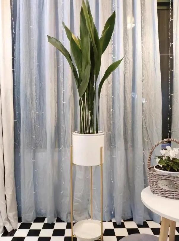 适合室内好养的花适合一年四季养,适合养在室内而且比较好养的花