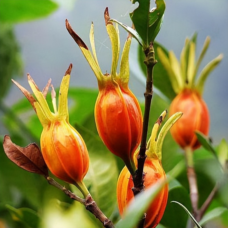 【马博士女性“养生馆”】药食同源——栀子花开