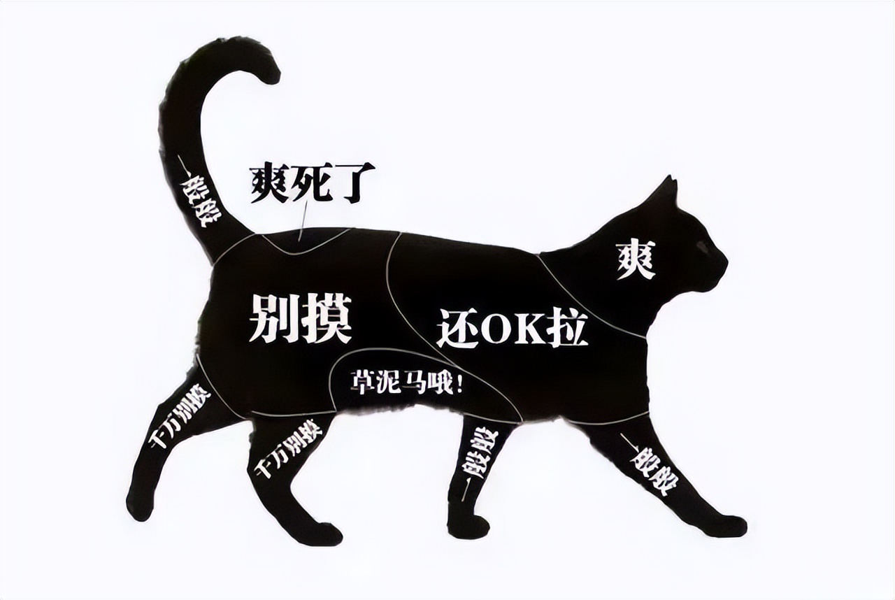 抖M大橘猫酷爱被打屁股，否则就骂骂咧咧：我是你修来的一屁股债