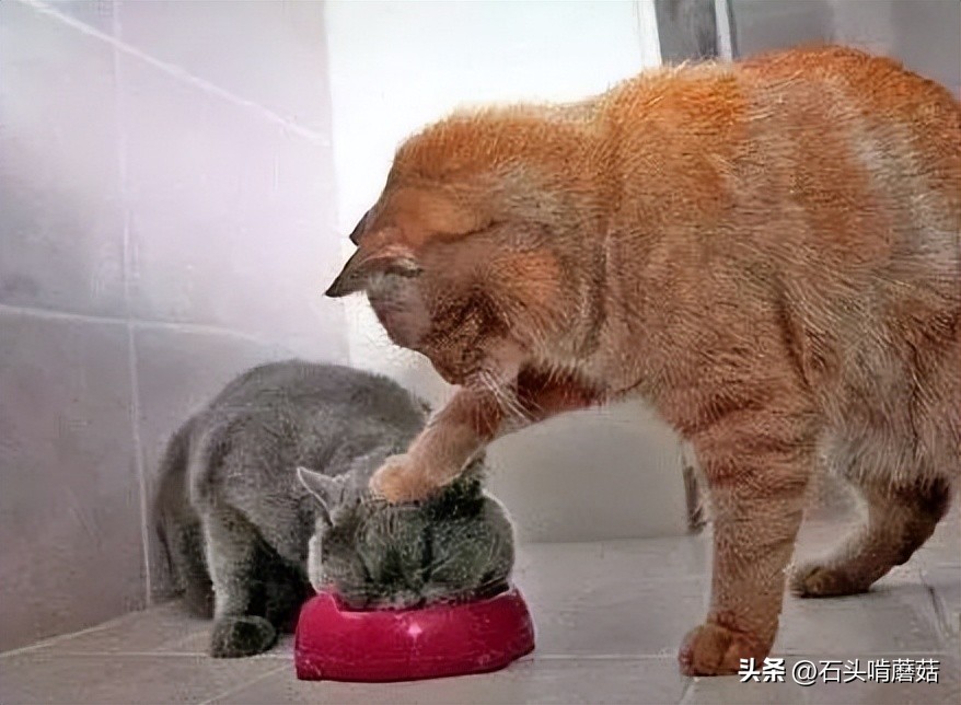 早上猫咪一直绕着你叫,猫咪一直叫是怎么回事