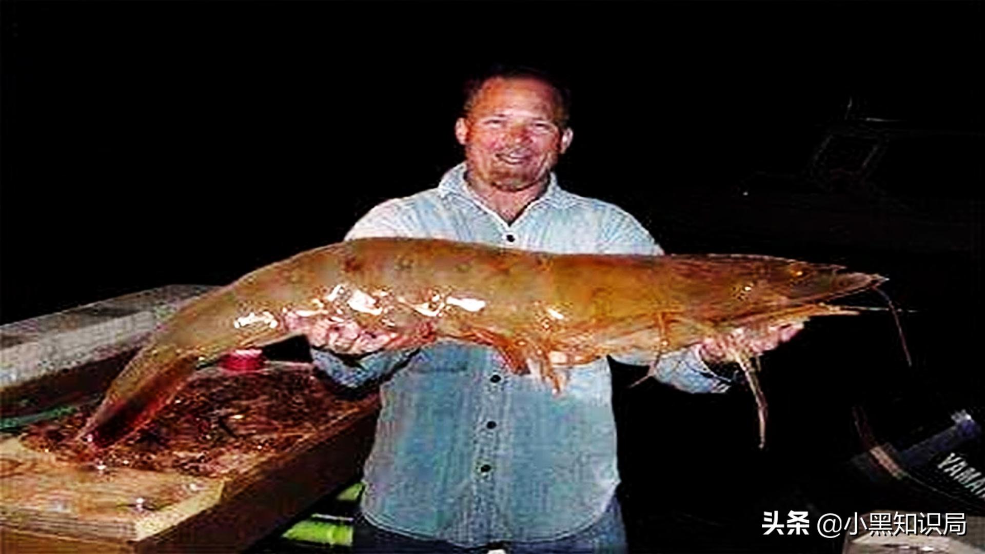 黑虎虾泛滥成灾美国再遭生物入侵,美国泛滥成灾的虎虾