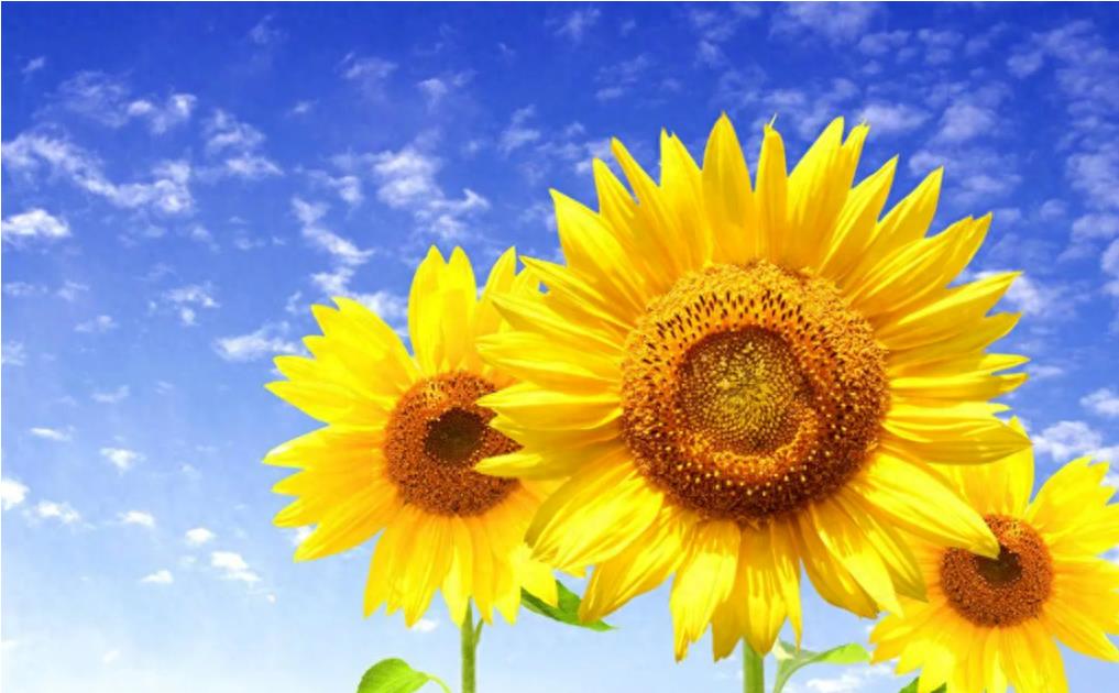 公元前和公元交替是哪个朝代,公元前与公元后的分界是哪个朝代