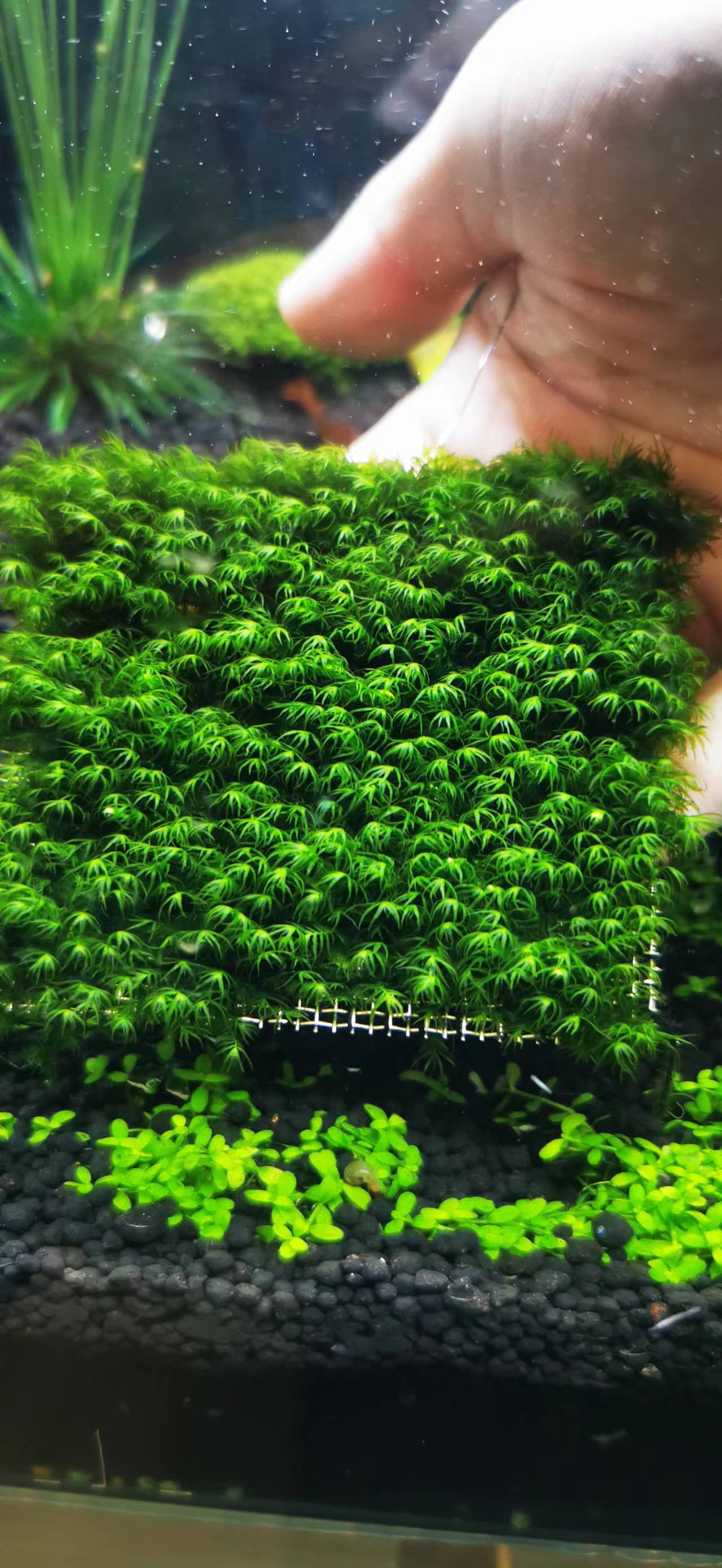 藻类植物可以预防疾病吗,杀菌盐可以预防藻类吗