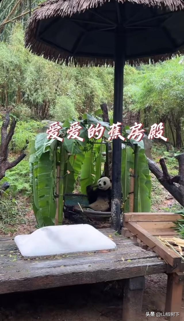 熊猫基地的奶妈奶爸有多少人,熊猫基地帅气奶爸