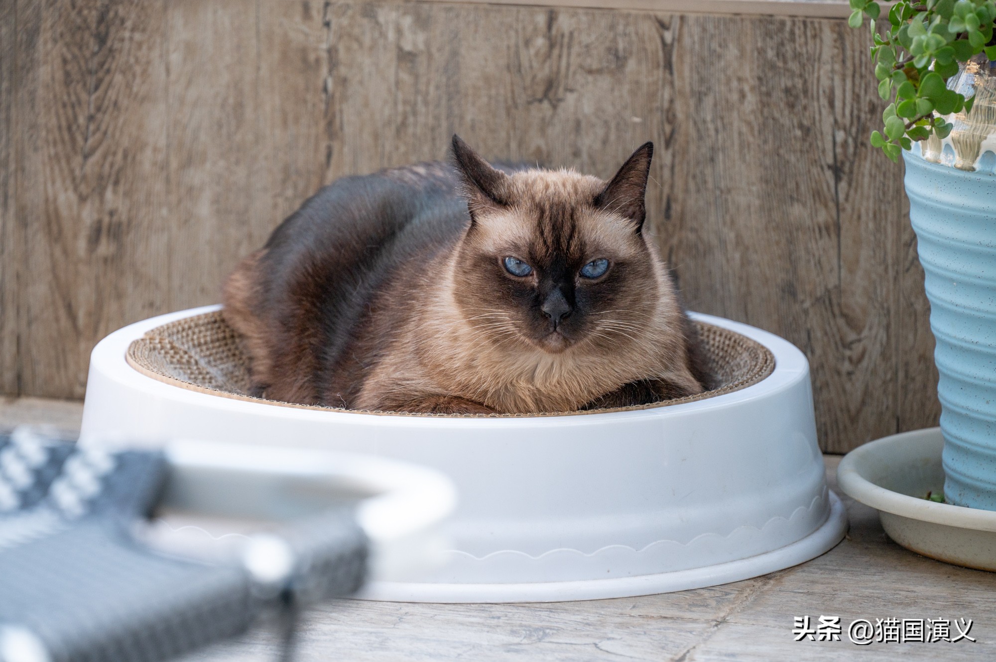 怎么让猫咪熟悉自己的猫窝 (猫咪适合什么样的猫窝)