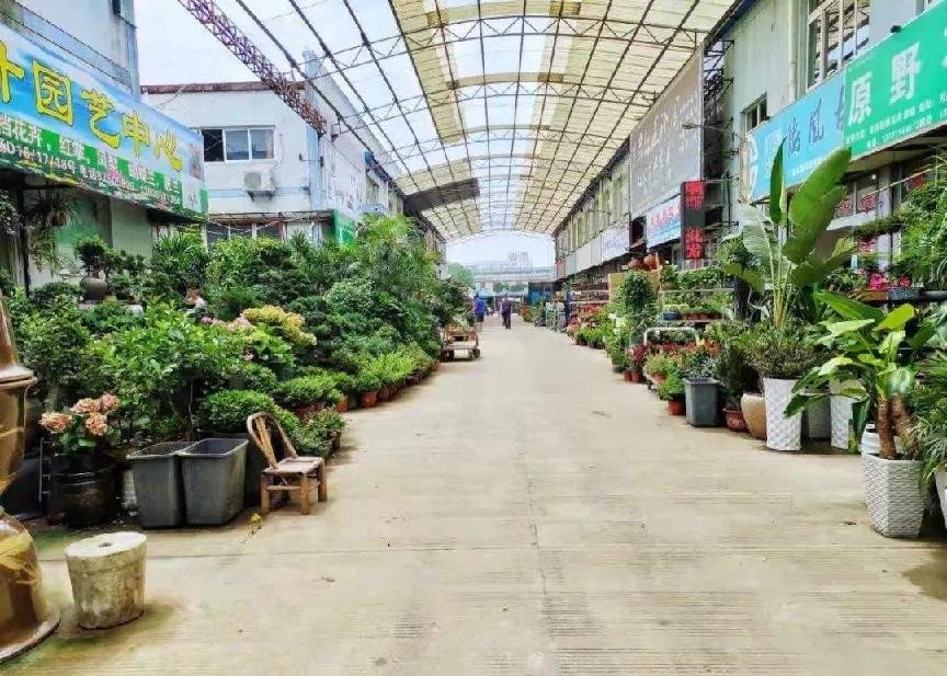 盆栽花卉在哪里买比较好,花卉市场购买盆栽避坑
