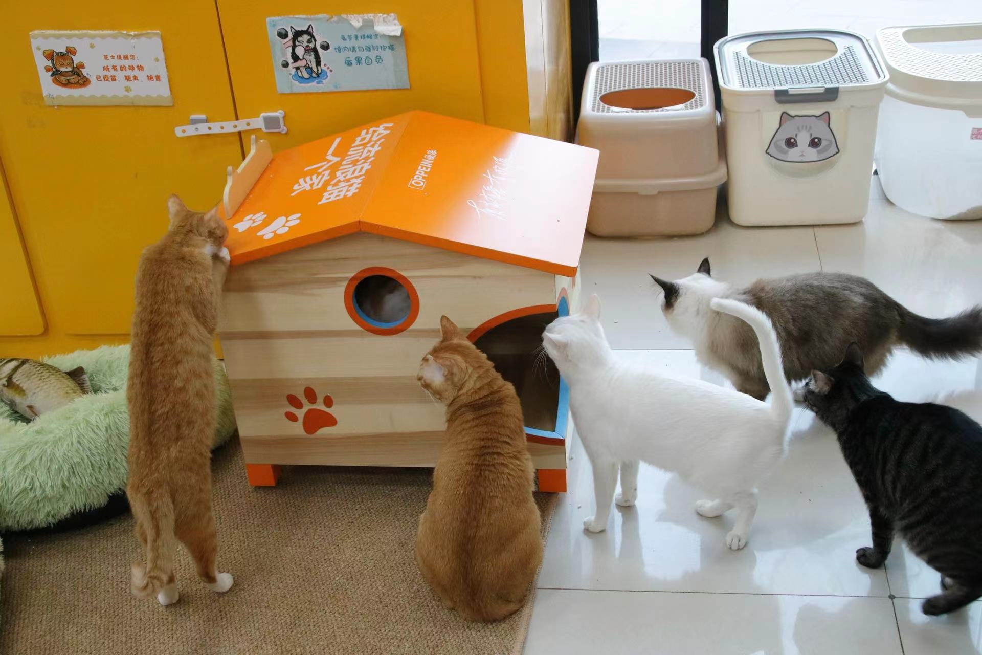 为爱定制一个家,为流浪猫爱心筹款