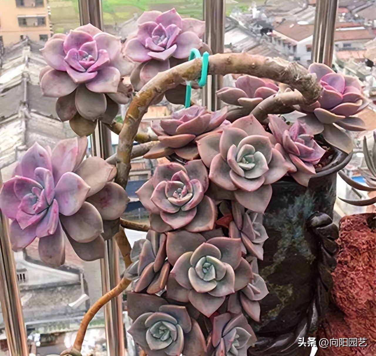 十大养不死易活的多肉品种,好养不死容易爆盆的多肉