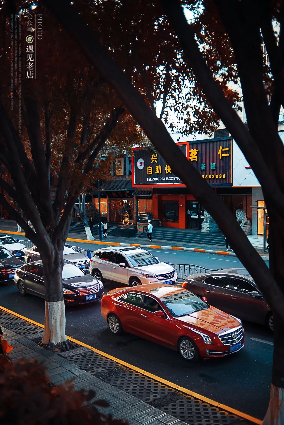 攀枝花是一种什么花,什么是攀枝花铁树