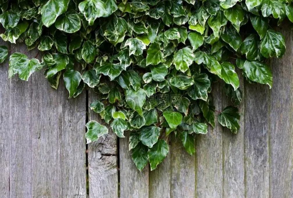 爬墙的绿植花卉有哪些,可以一年四季可以养的爬墙绿植