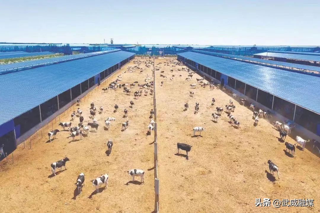 武威农业产业发展,武威市农特产品发展综述