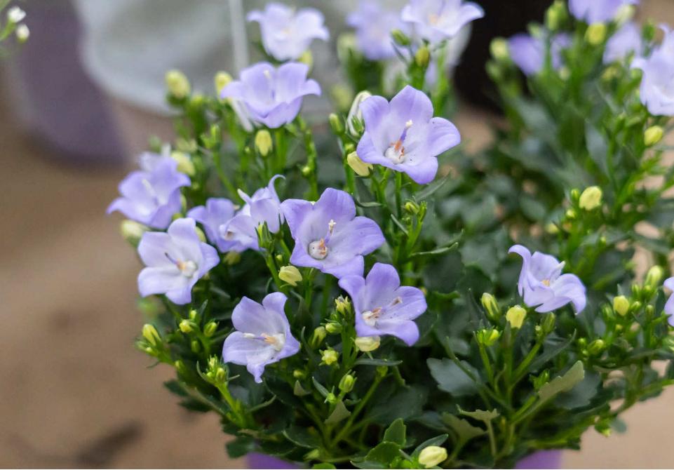 丹麦风铃怎么养出状态,丹麦风铃的养护方法