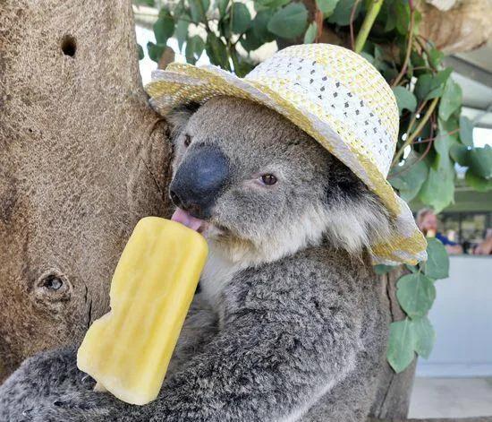 说说澳大利亚这个国家,澳大利亚的知识