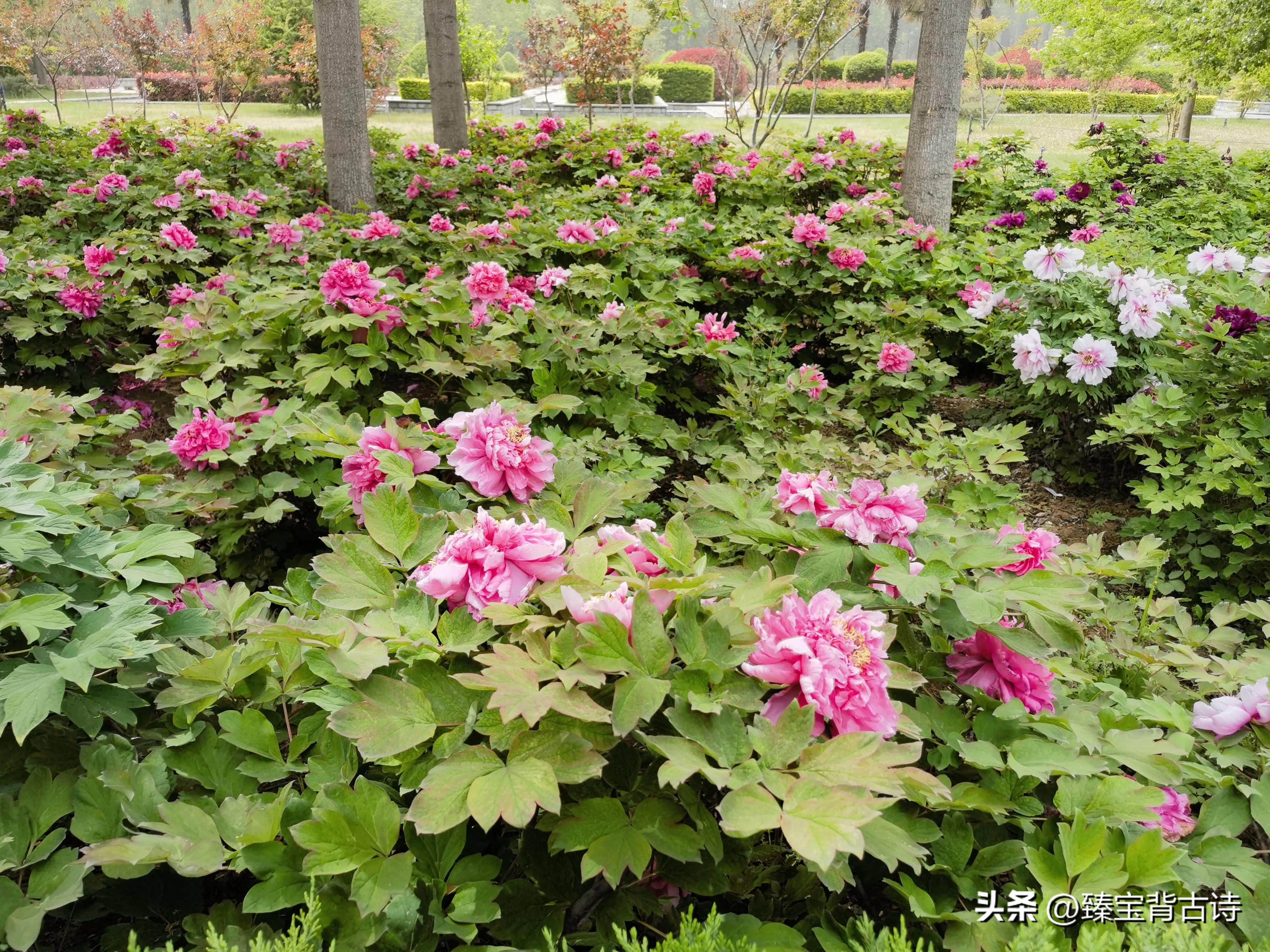 村居古诗草长莺飞二月天朗诵视频,村居古诗草长莺飞二月天诗意