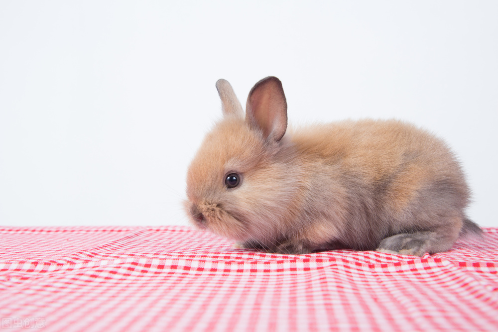 兔子打喷嚏鼻子噗噗声会好吗,兔子打喷嚏鼻子有血怎么回事