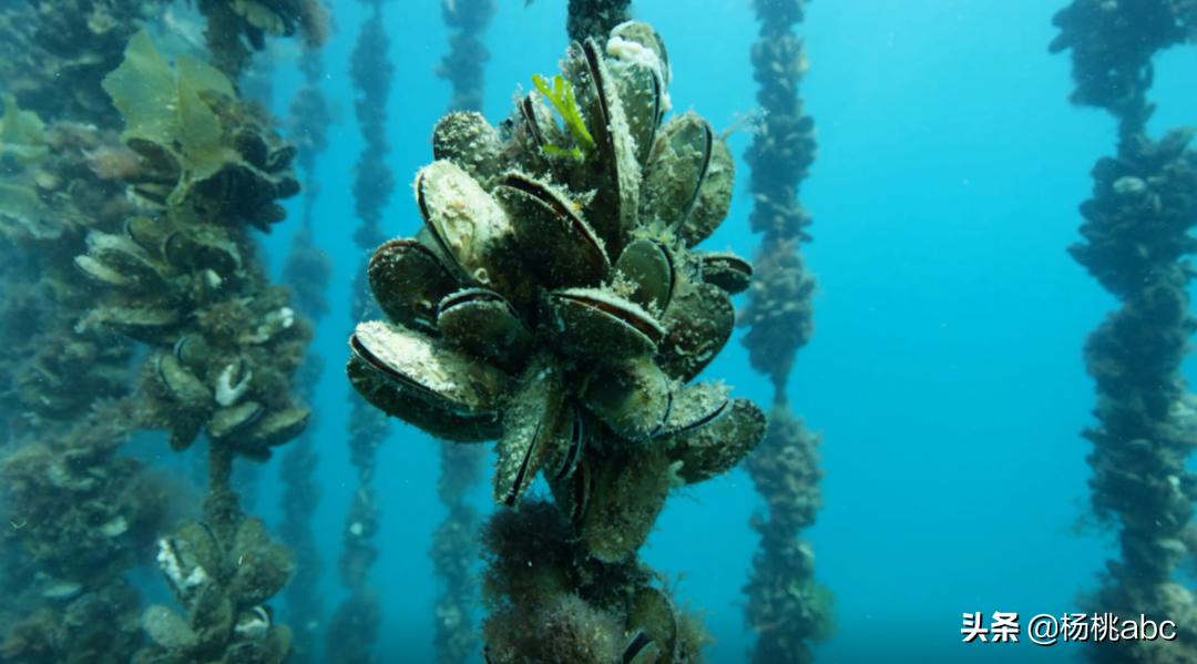 夜宵海鲜高蛋白,晚上夜宵吃什么海鲜不发胖