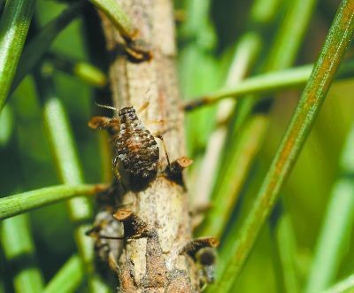 松大蚜打药几小时能死掉,松大蚜为害标准