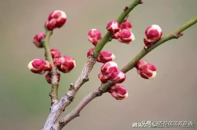 宁静的夜晚我也思念你,宁静的夜晚费翔