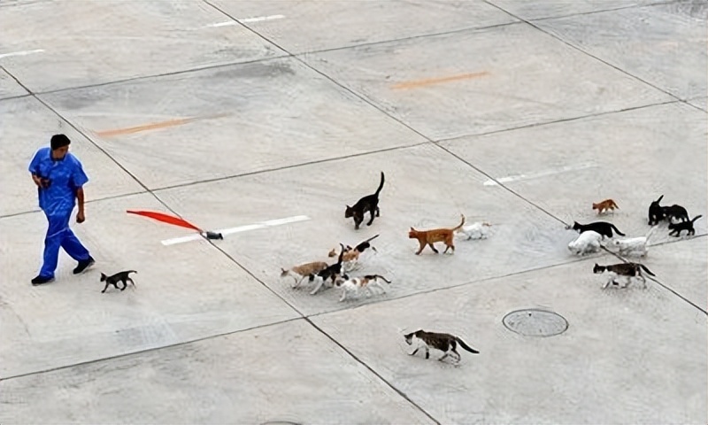 辽宁国家粮仓遭鼠患，员工训练流浪猫当兵入伍，厂内上演猫鼠大战