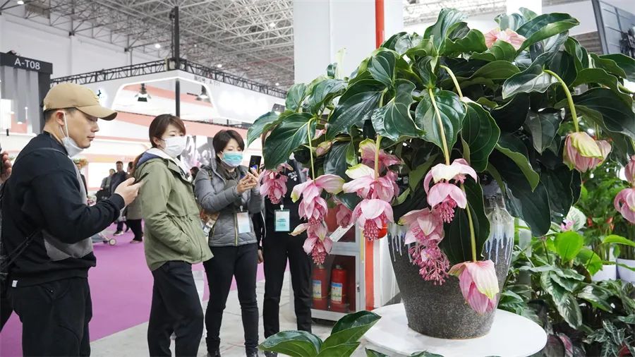 镇店之宝被抢购，“亚洲最美花展”上盆栽“吸睛”又“吸金”