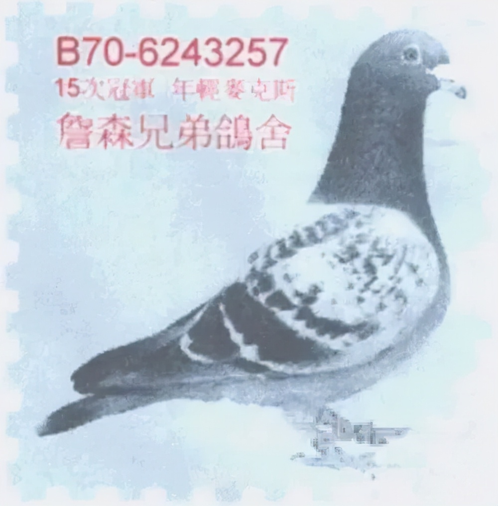 极品沙眼种鸽,麦克斯老金母种鸽图片