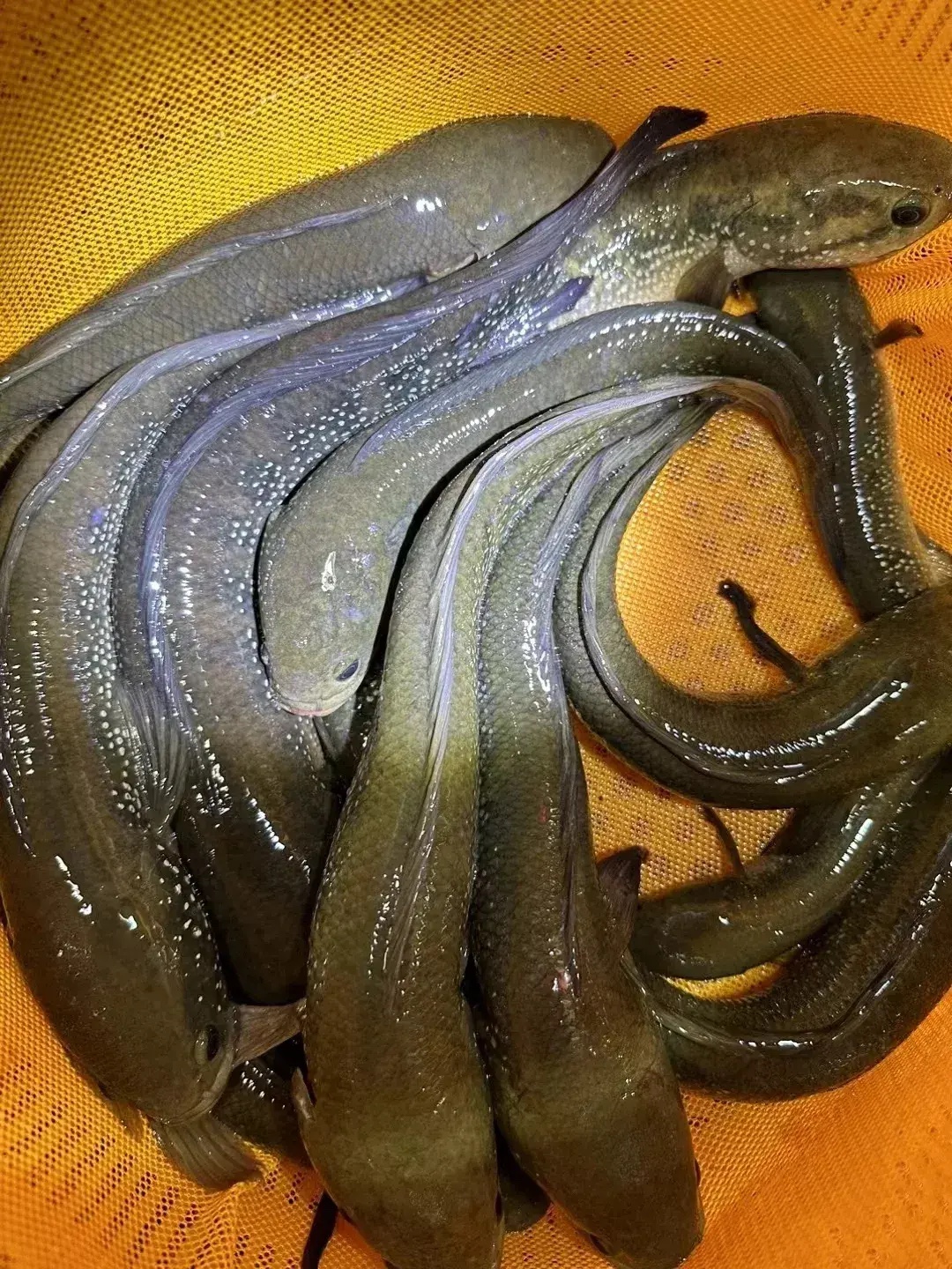 广西老乡在池塘捕获大量花星鱼，广东网友：太羡慕了，这鱼可好吃