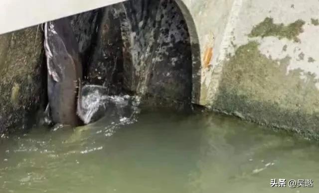 放生是否为了求功德,放生塘鲺的功德