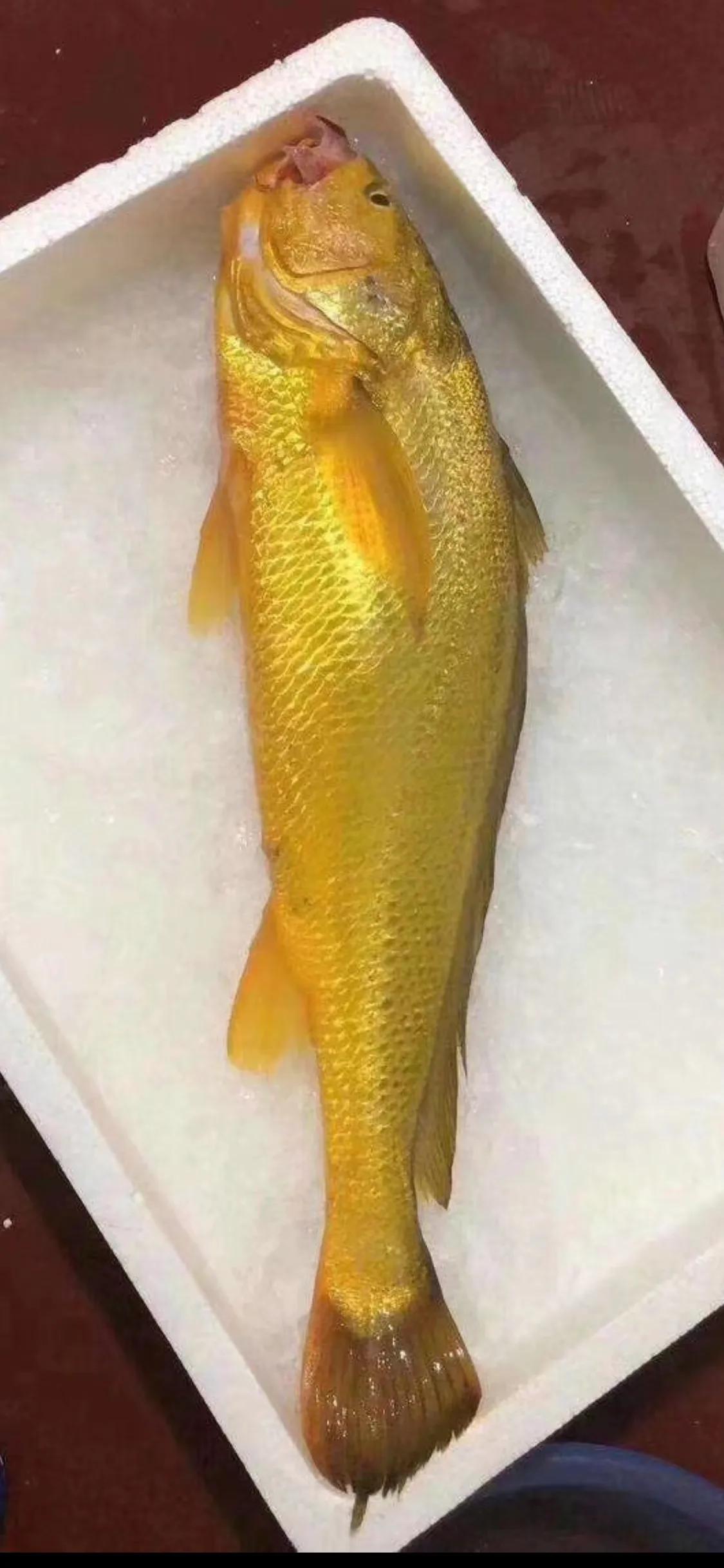 深海大黄鱼和淡海大黄鱼,霞浦大黄鱼和舟山大黄鱼